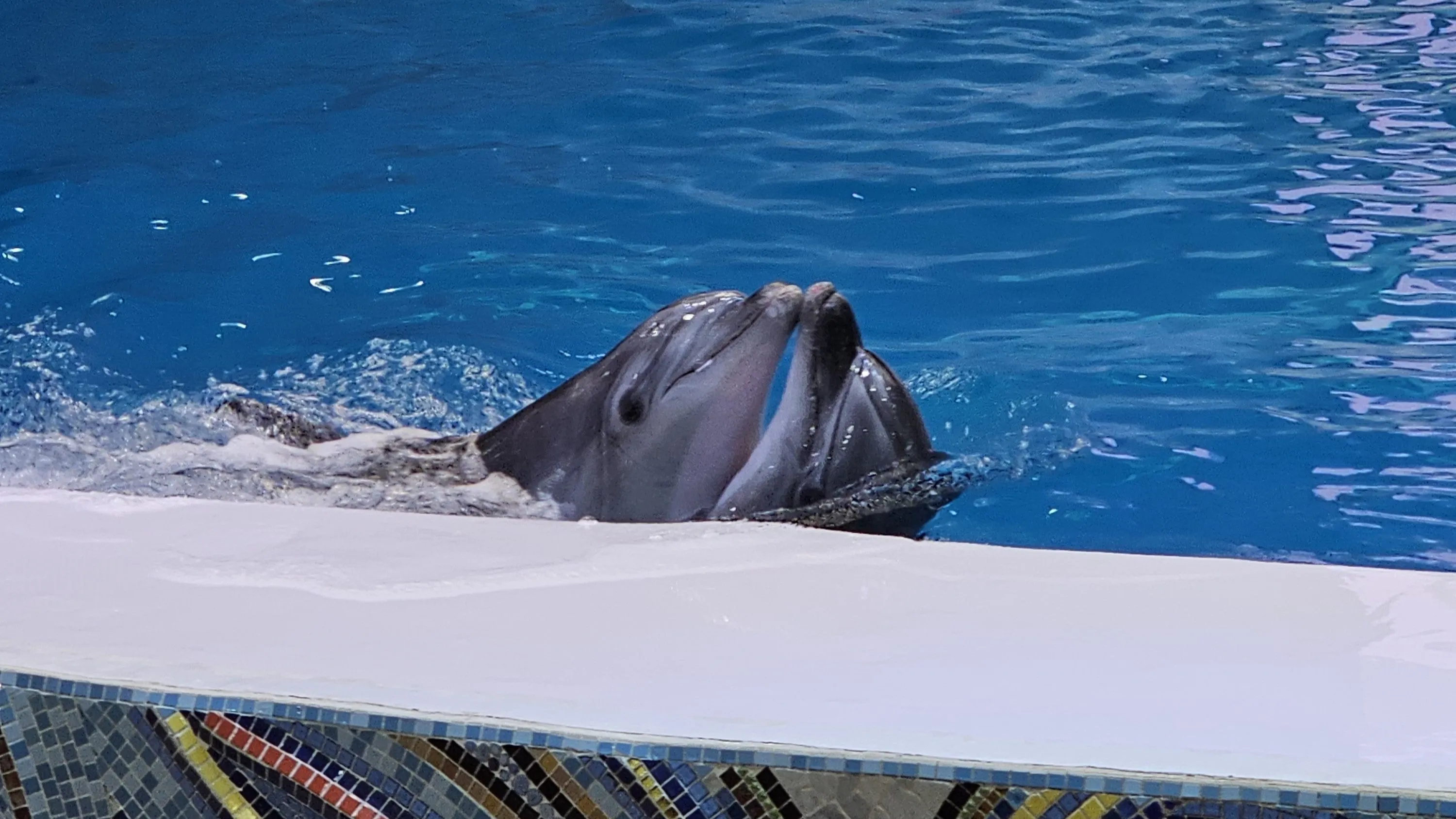 Dubai Dolphinarium Swim with Dolphins