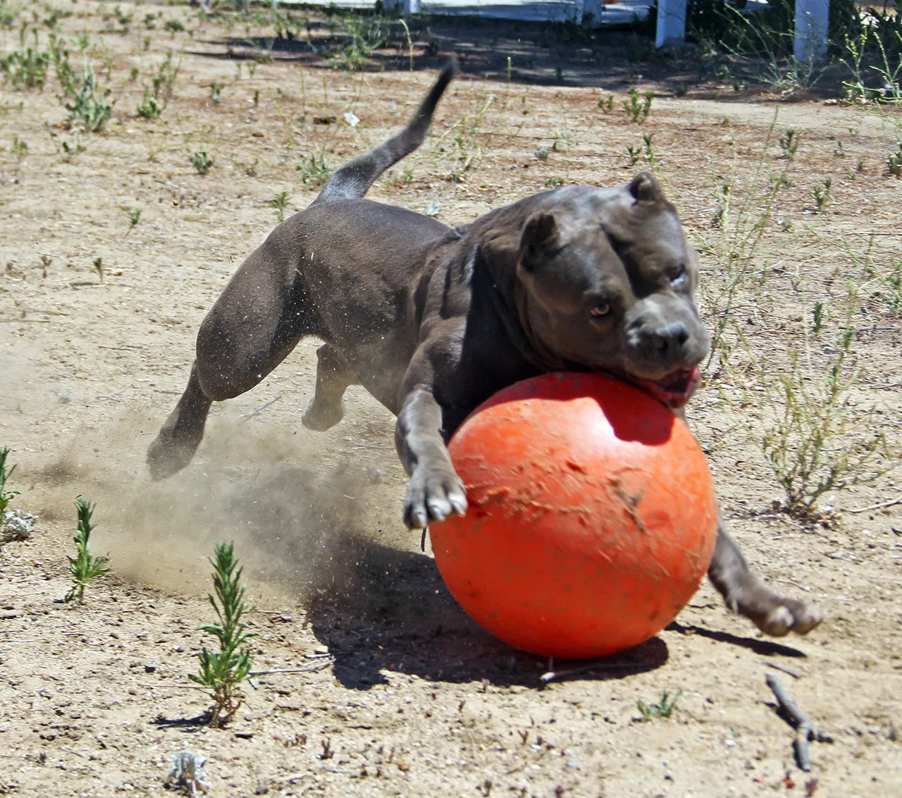 INDESTRUCTIBLE BALL - LARGE