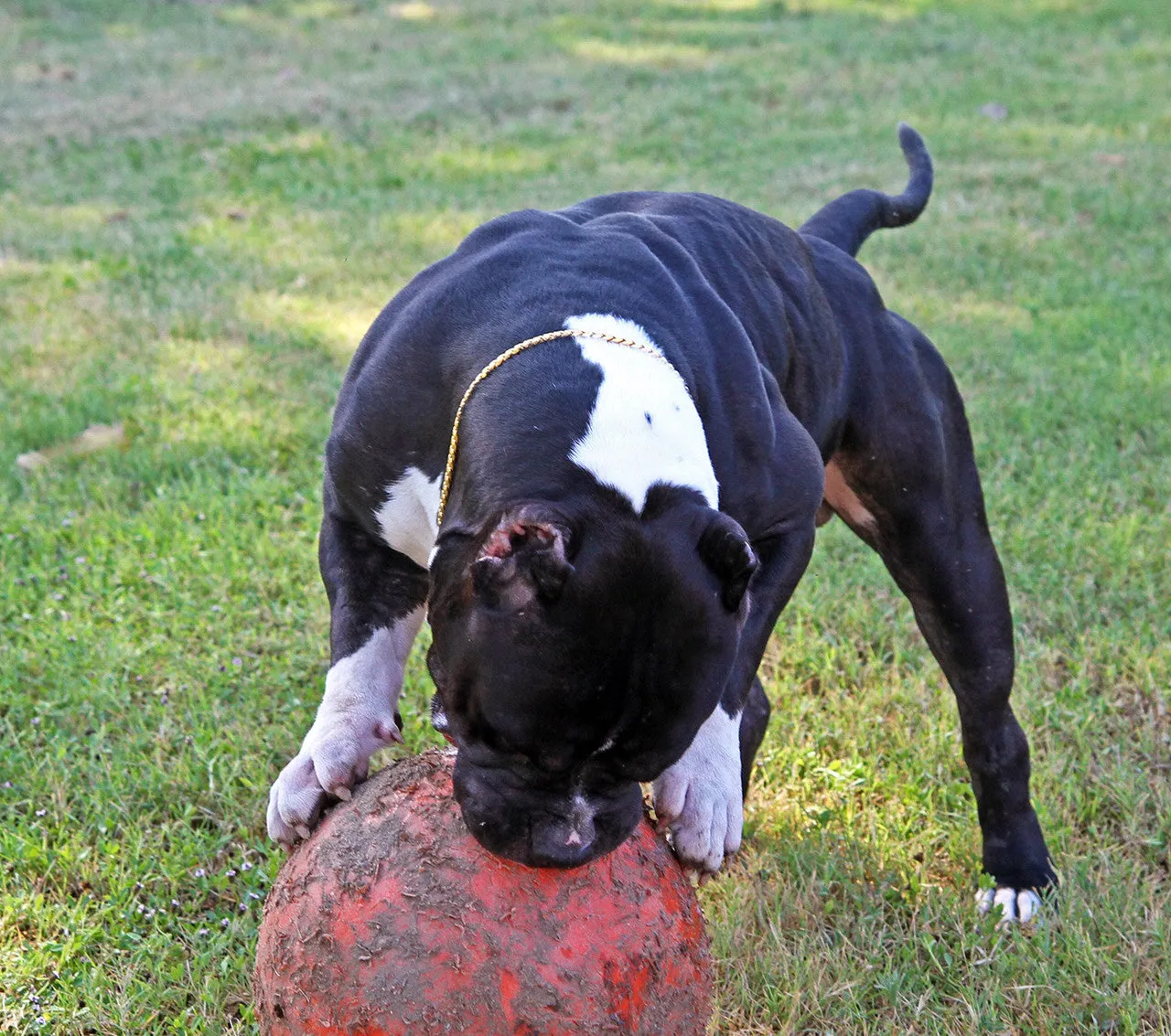 INDESTRUCTIBLE BALL - LARGE