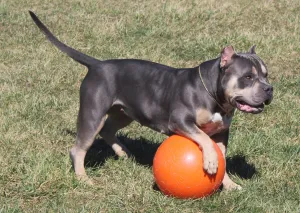 INDESTRUCTIBLE BALL - LARGE