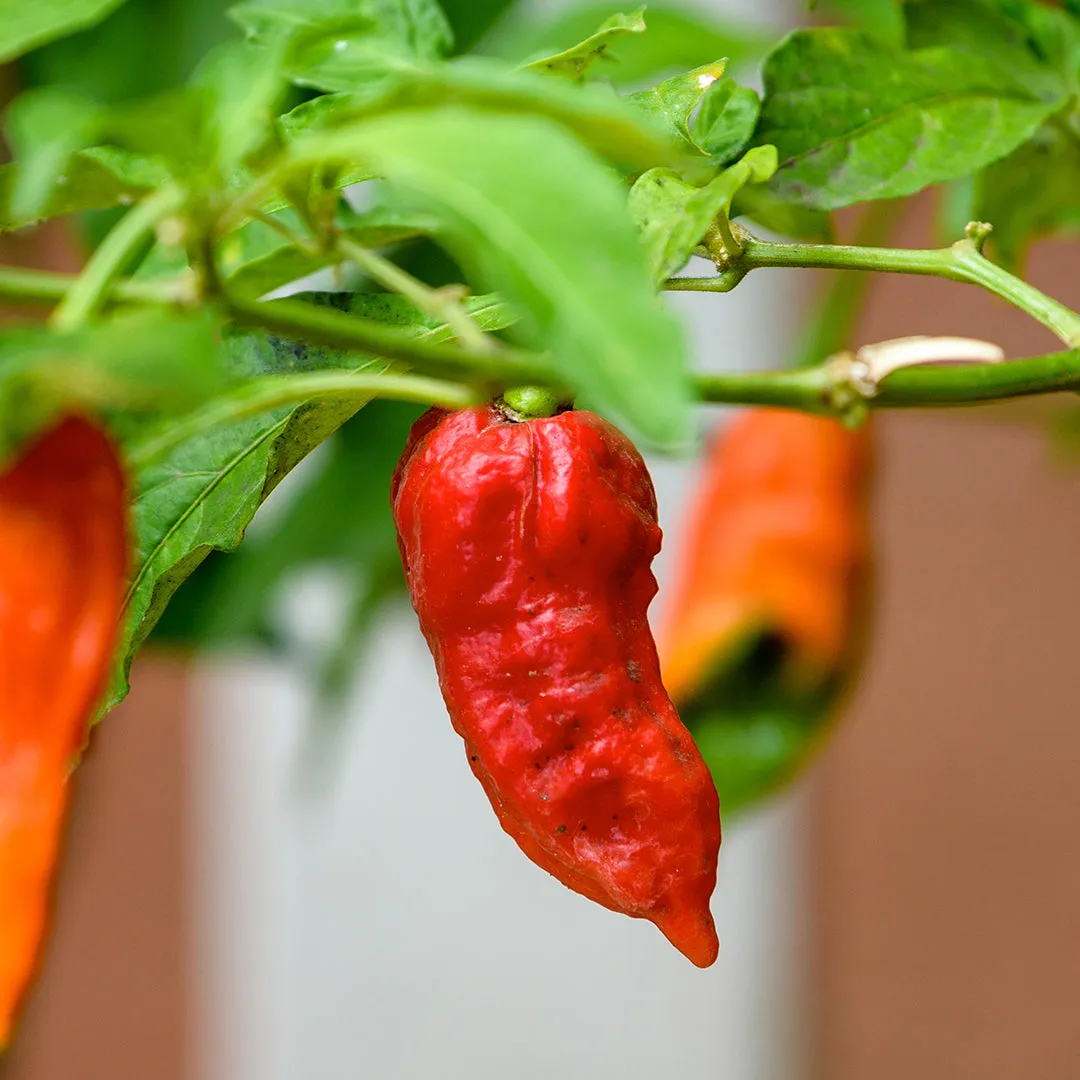 Umorok Red Pepper Seeds